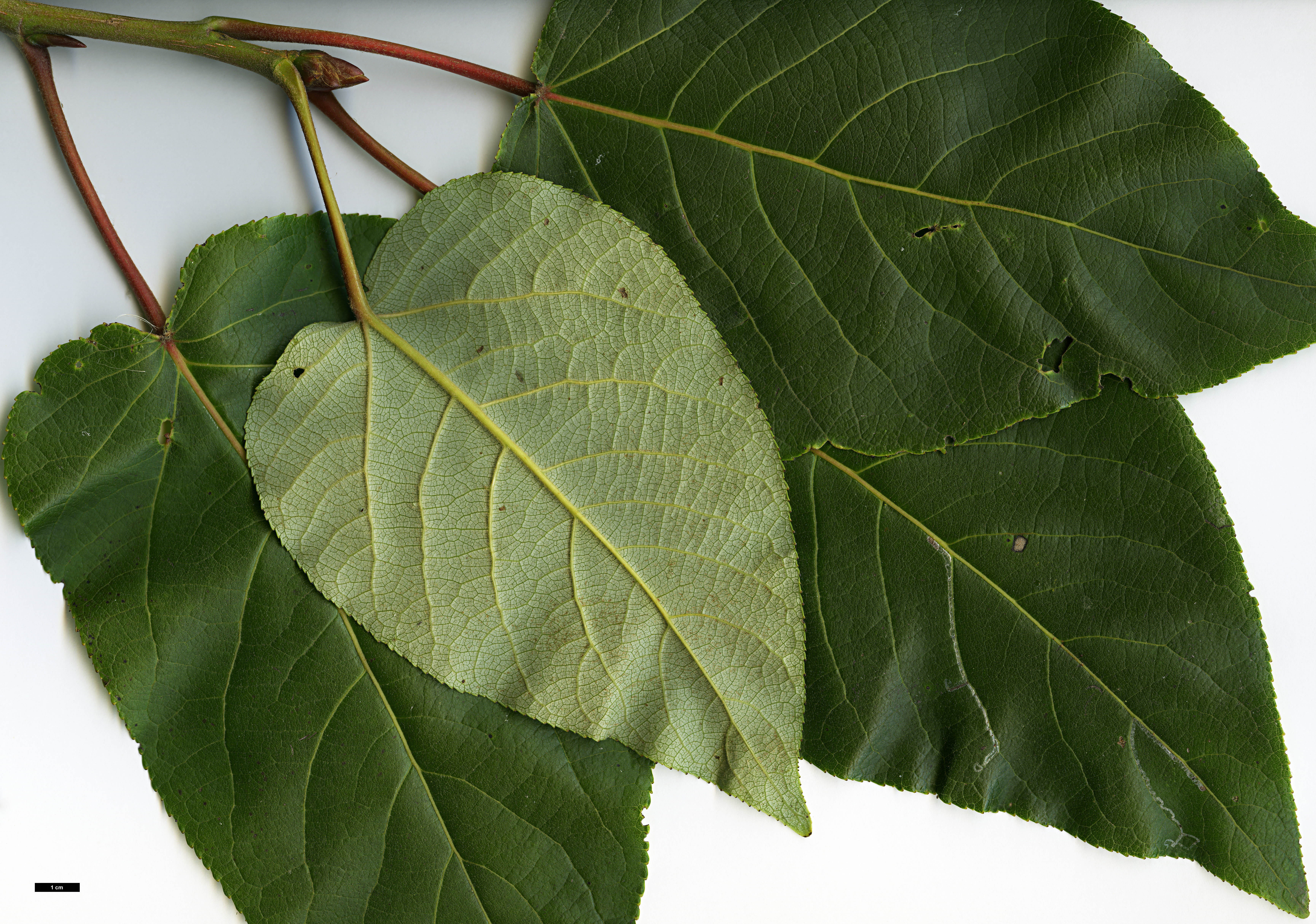 High resolution image: Family: Salicaceae - Genus: Populus - Taxon: szechuanica var. tibetica